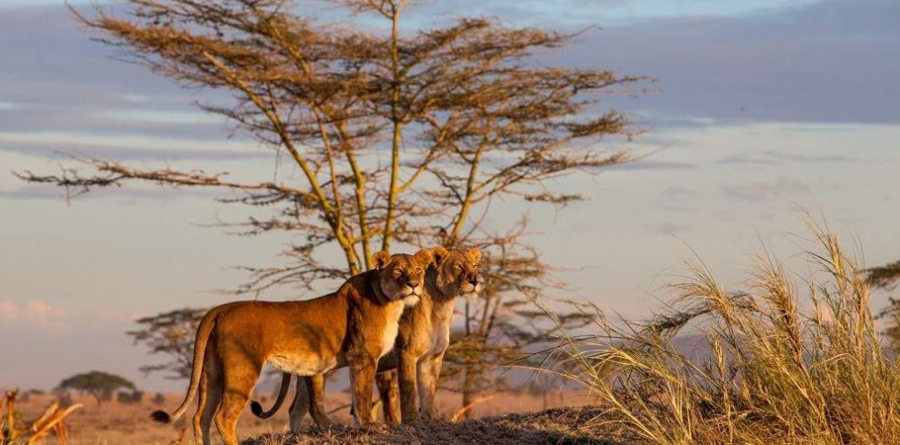 6 days Kenya and Tanzania Safari - Heritage Heartland Expeditions