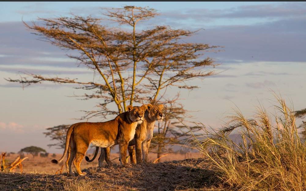 6 days Kenya and Tanzania Safari - Heritage Heartland Expeditions