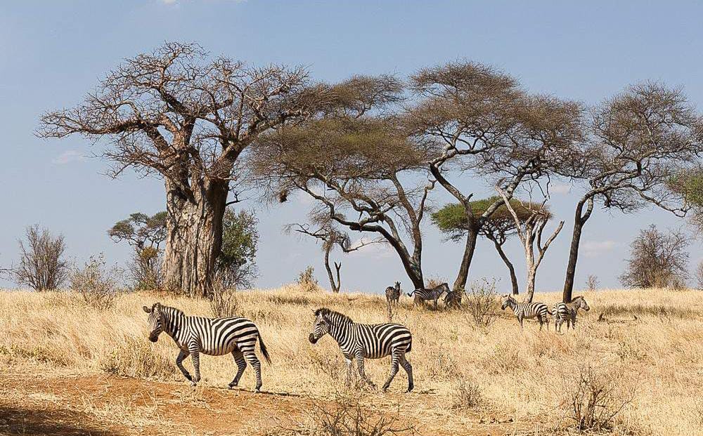 A 5-Day Crossing of Kenya and Tanzania Budget - Heritage Heartland Expeditions